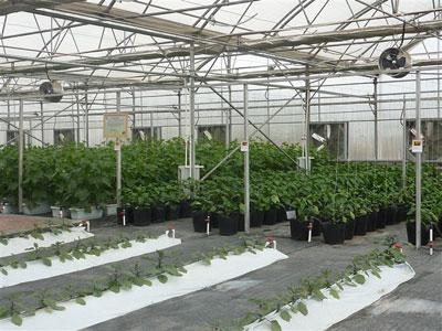 温室大棚首选pc阳光板